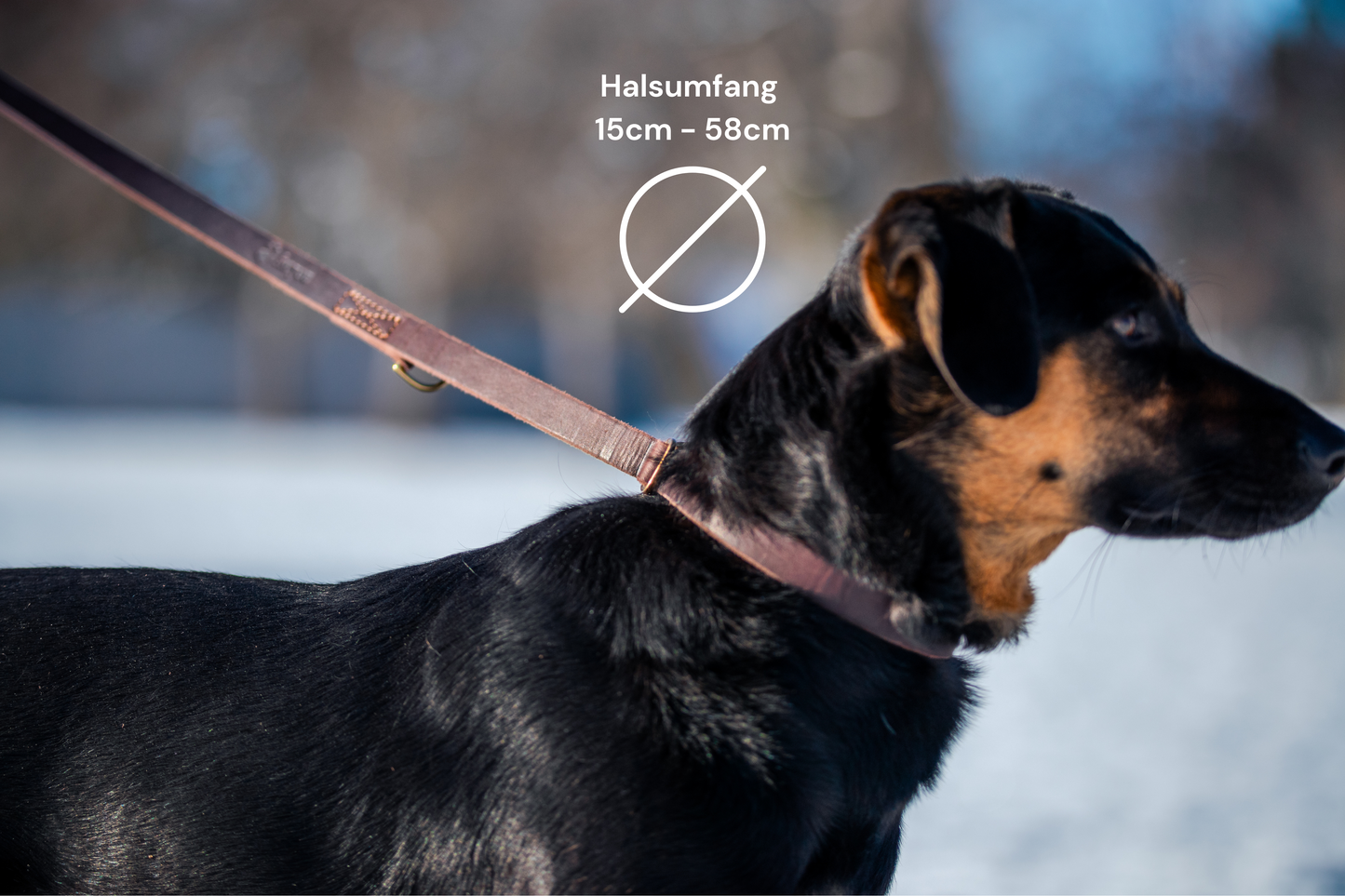 foryou® Echt Leder Hundeleine mit Halsung - Ihre Führleine in Premium Qualität - Made in Germany