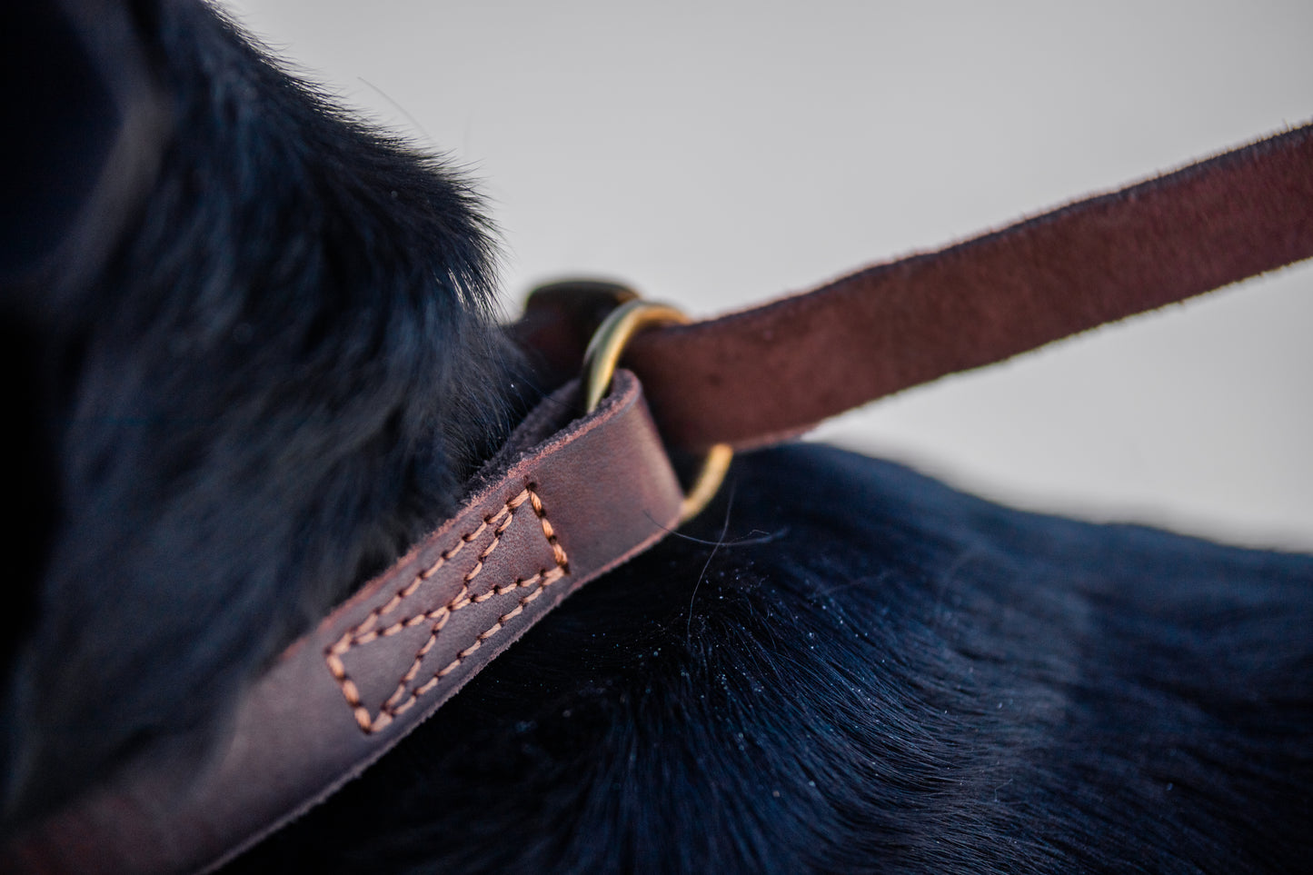 foryou® Echt Leder Hundeleine mit Halsung - Ihre Führleine in Premium Qualität - Made in Germany